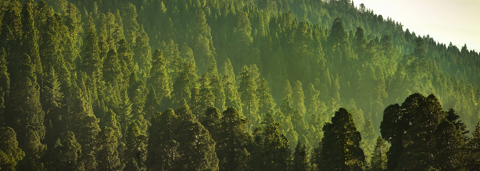 Bracewell Environment, Lands and Resources practice banner image, which shows a forest.