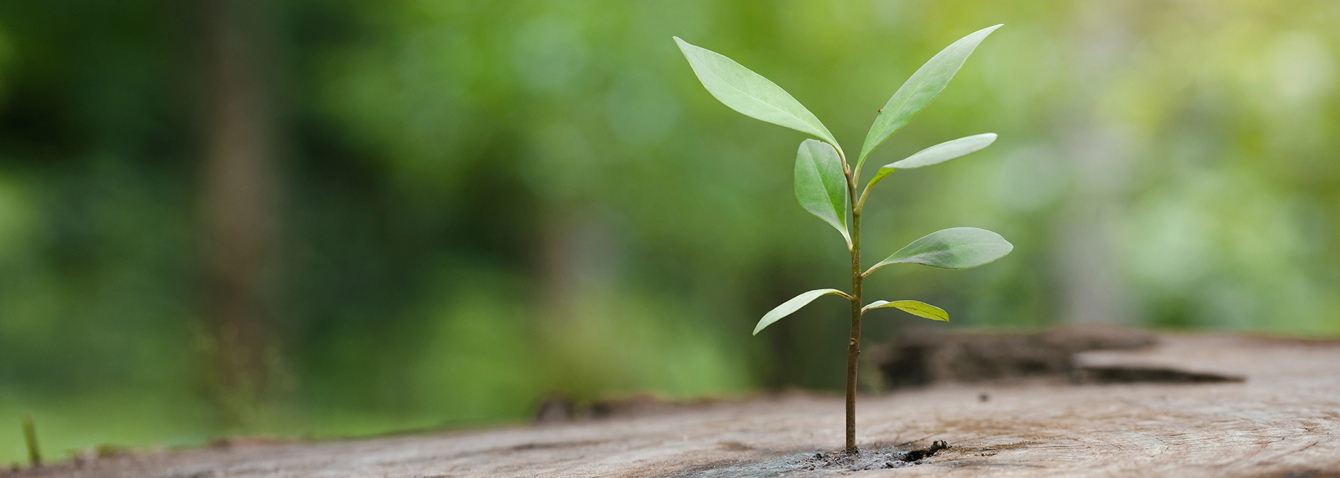 Bracewell Environmental Law Monitor Podcast