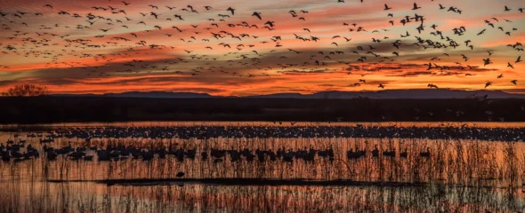 Visualización de medios Endangered Species Act Developments: Court Finds Species Do Not Get The “Benefit Of The Doubt” & Agencies Propose Compensatory Mitigation Under ESA Section 7