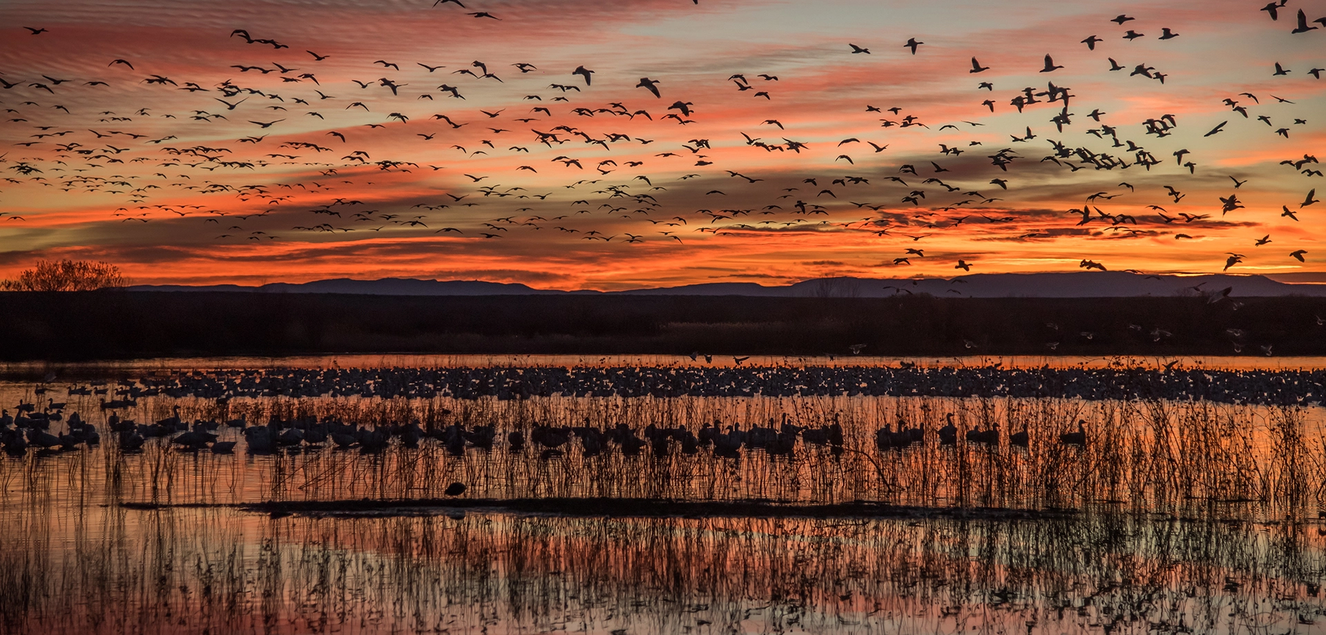 Visualización de medios Endangered Species Act Developments: Court Finds Species Do Not Get The “Benefit Of The Doubt” & Agencies Propose Compensatory Mitigation Under ESA Section 7